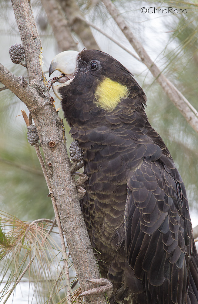 Yellow Faced Black Cockatoo 2