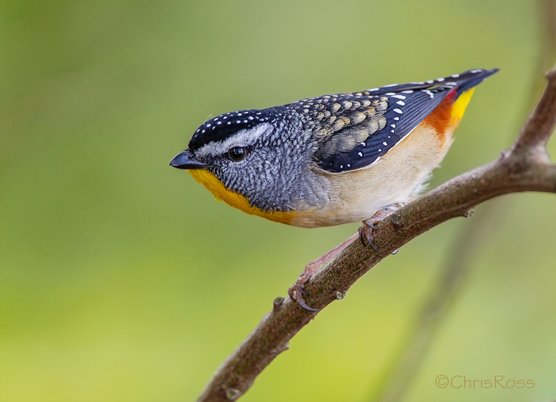 Spotted Pardalote 5