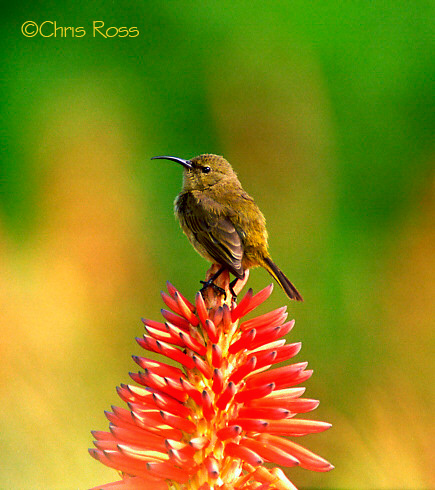 Sunbird & Aloe Kirstenbosch Botanical Gardens, Cape Town, South Africa.