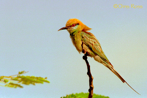 Green  bee eater