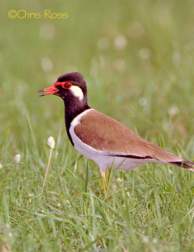 Red Wattled Lapwing 3