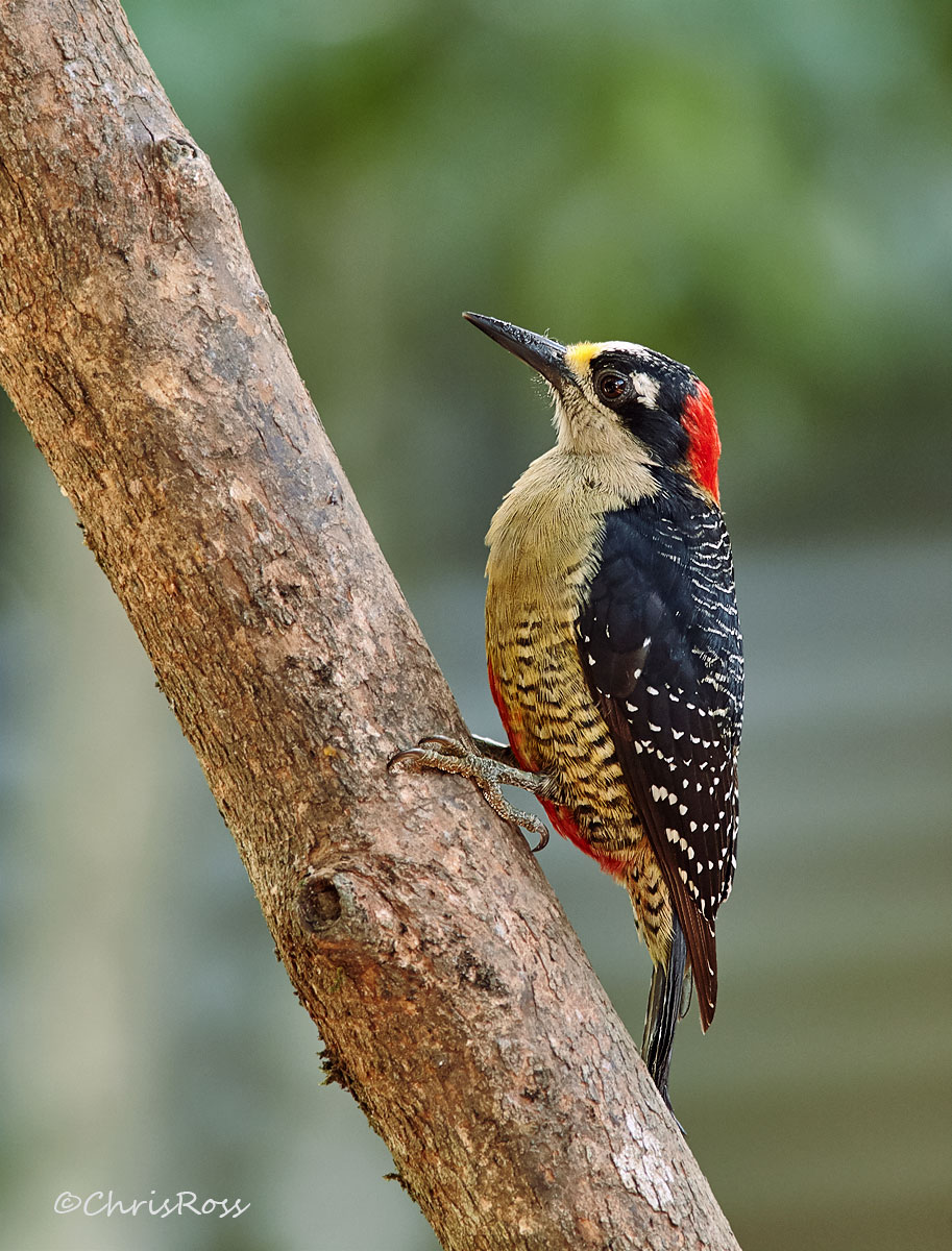 Black Cheeked Woodpecker 3
