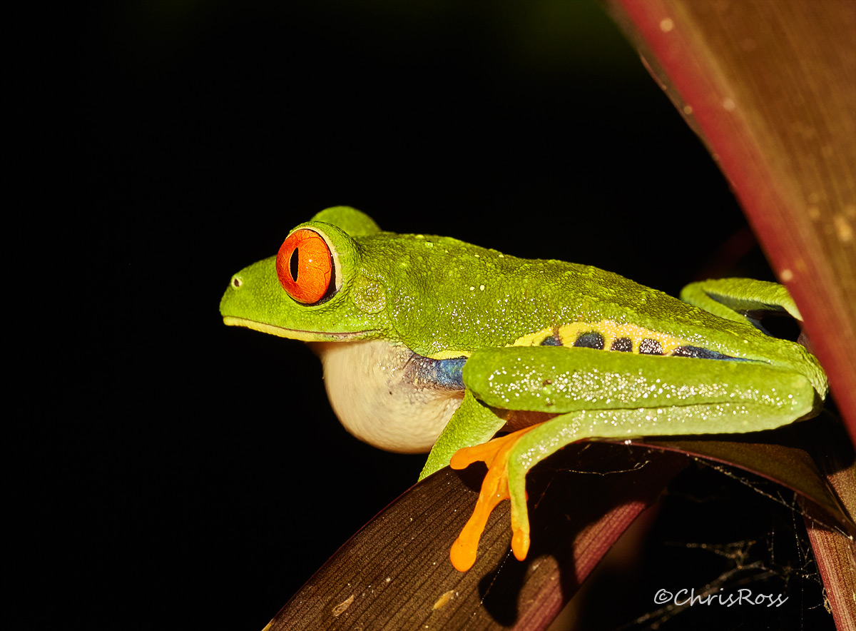 Red Eyed Treefrog
