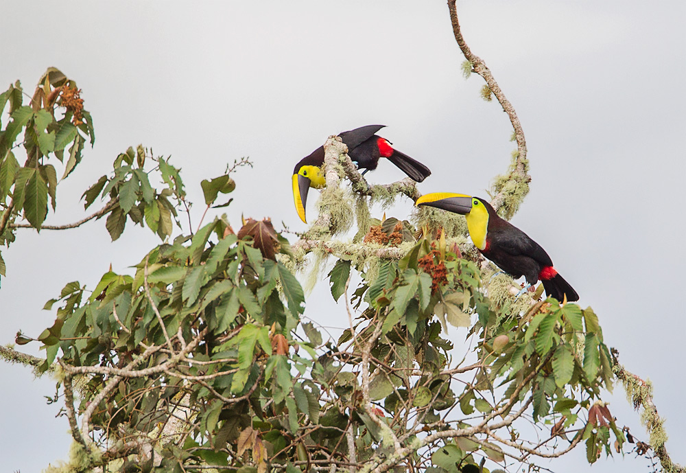 BlackMandilbledToucan