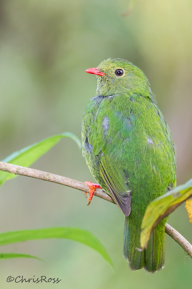 Green and Black Fruiteater