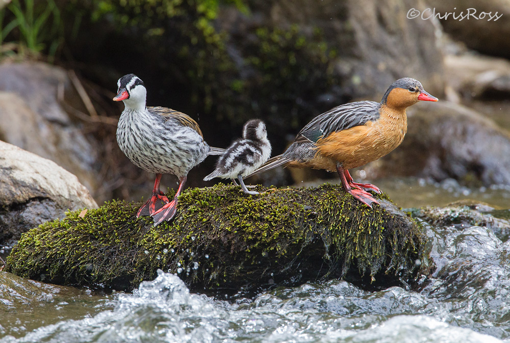 Torrent Duck Family