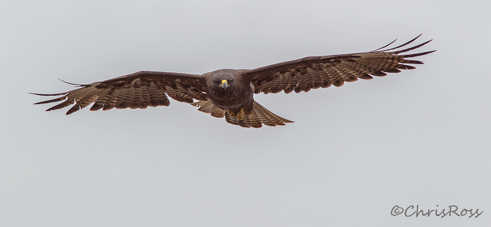 Galapagos Hawk