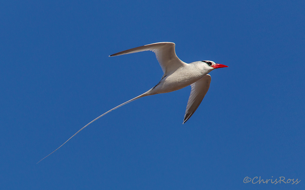 Red Billed Tropicbird 3