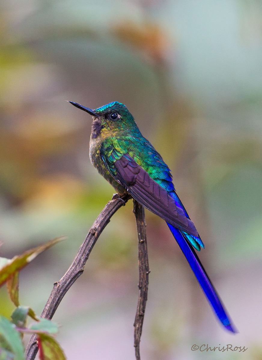 Long Tailed Sylph 2