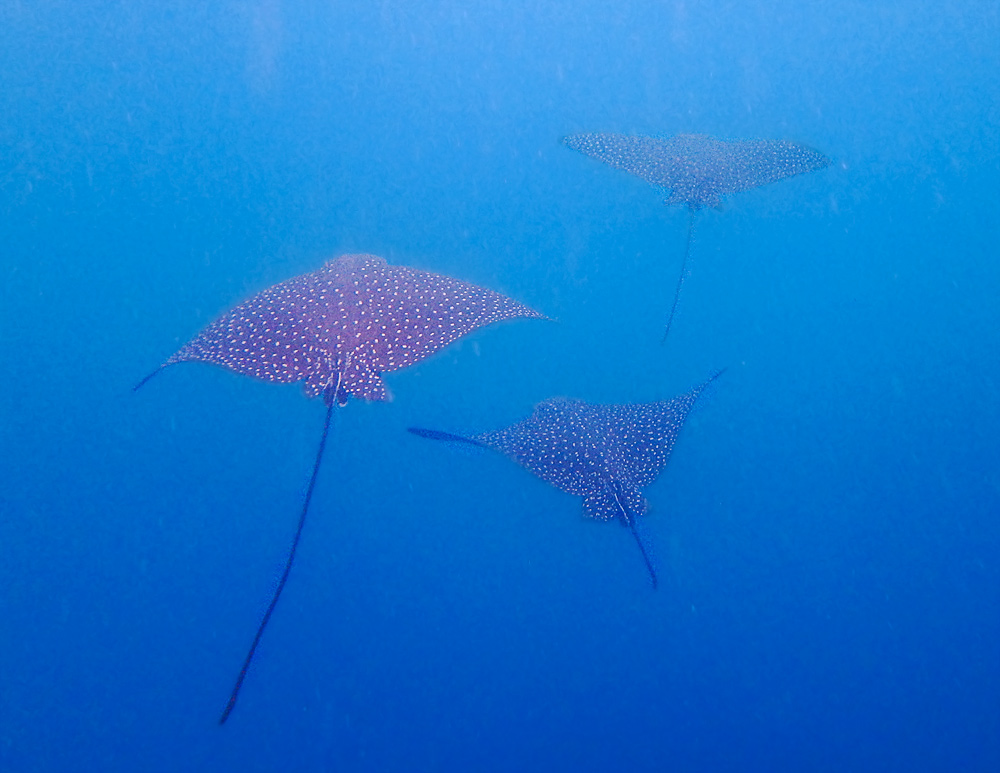 SpottedEagleRays