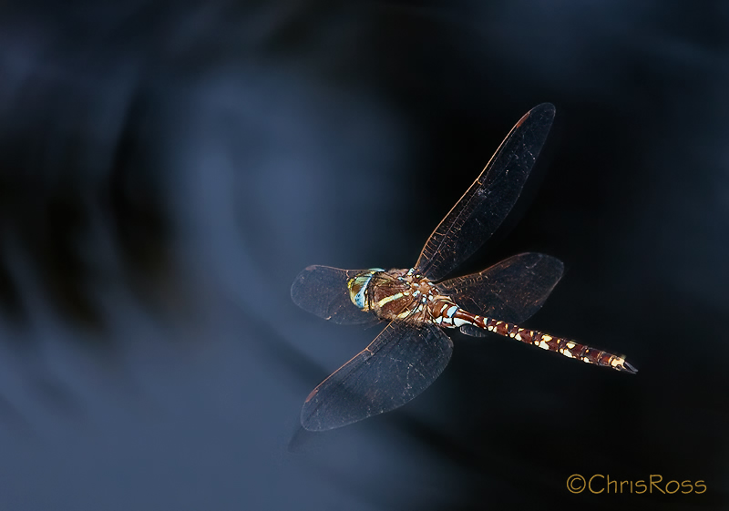 Blue Spotted Hawker