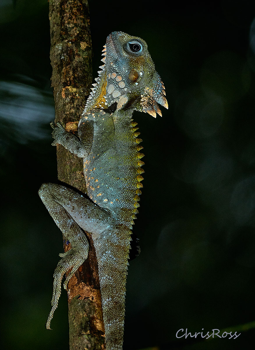 Boyds Forest Dragon