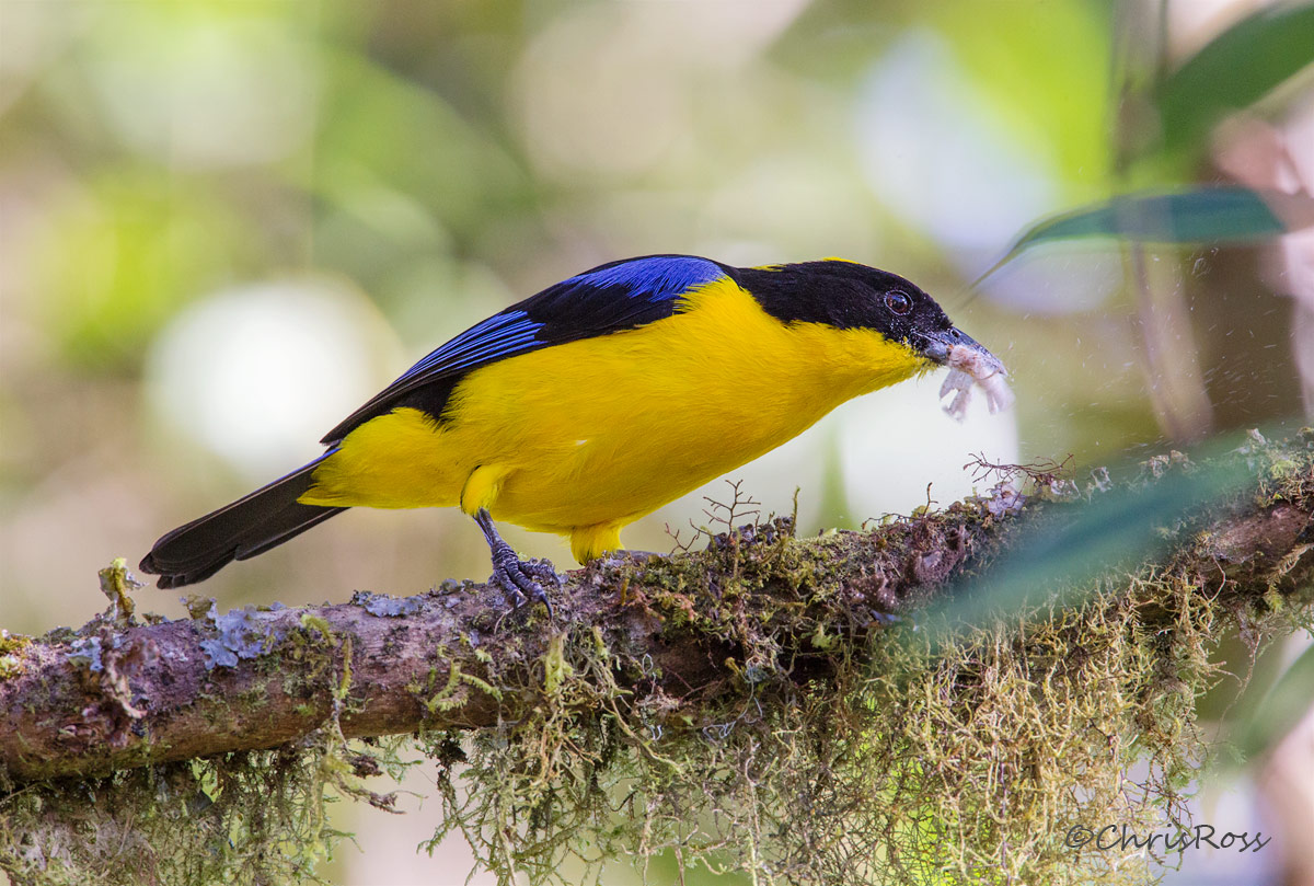 Blue-Winged-Mountain-Tanager