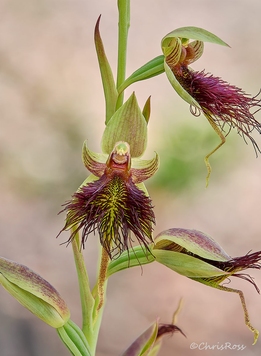 Calochilus paludosus 8