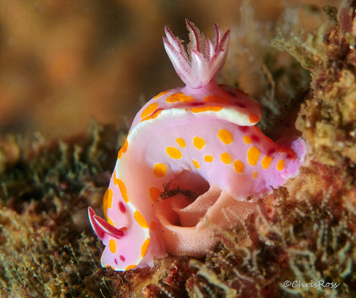 Ceratosoma amonenum 10