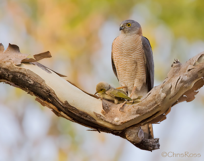 Collared Sparrowhawk with Prey 2