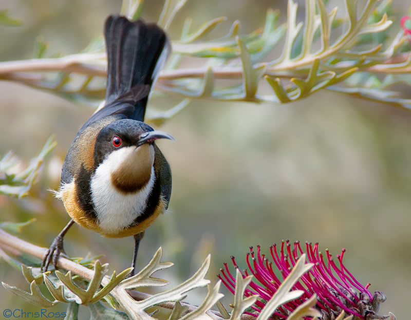 Eastern Spinebill 4