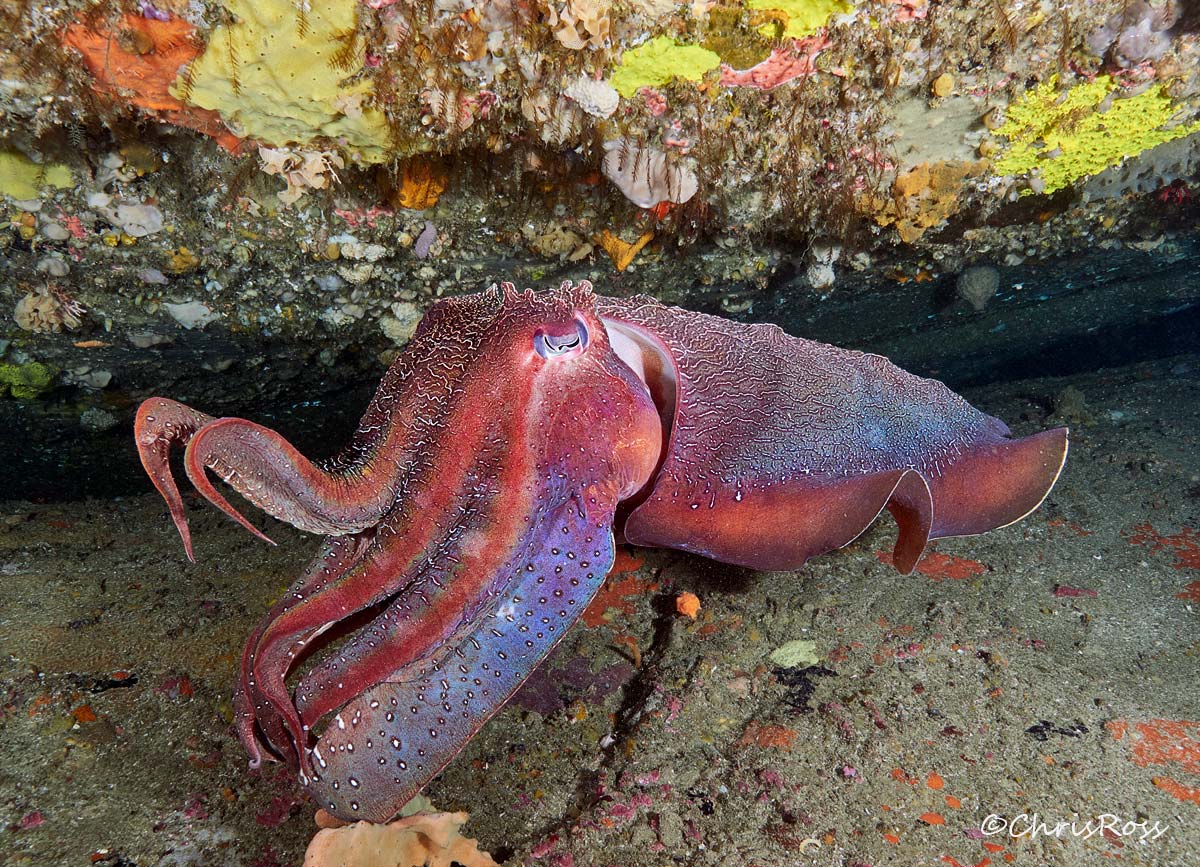 Giant Cuttlefish 20