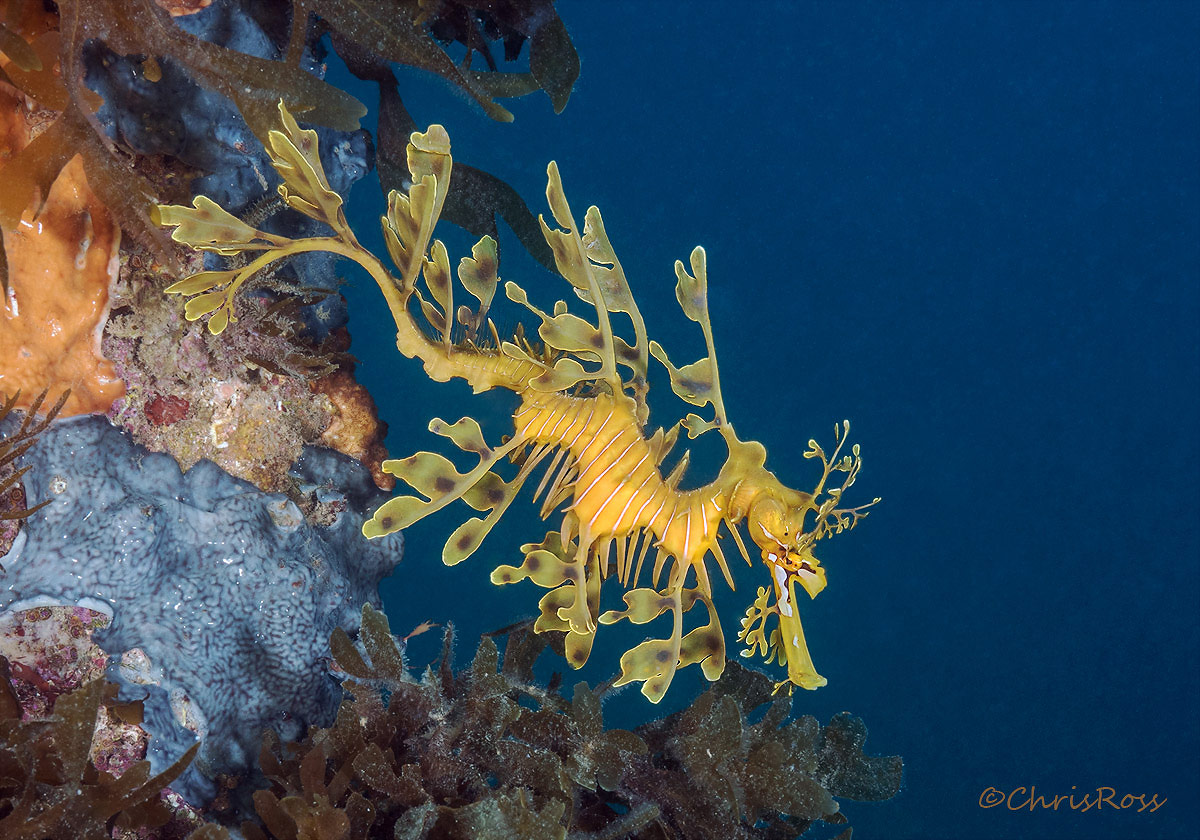 Leafy Seadragon 3