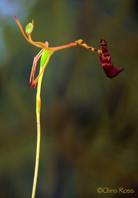 Warty Hammer Orchid