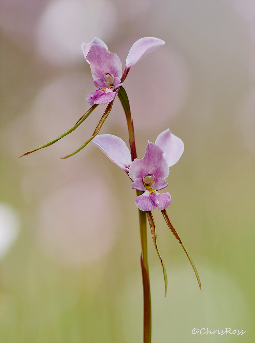 Diuris Punctata 3