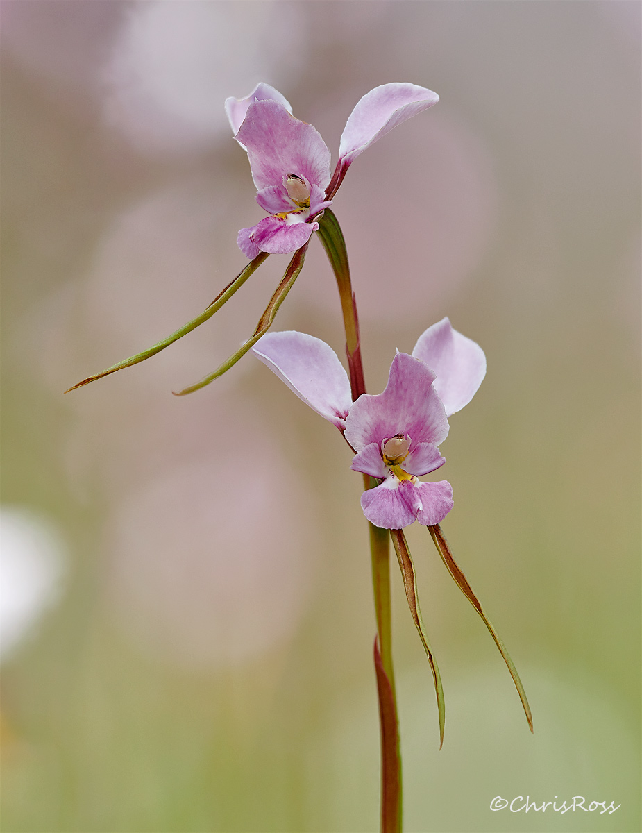 Diuris Punctata 4