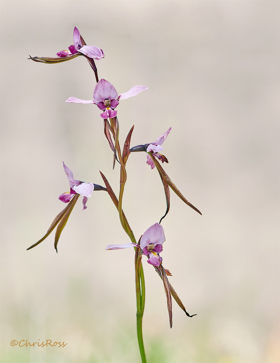 Diuris Punctata 6