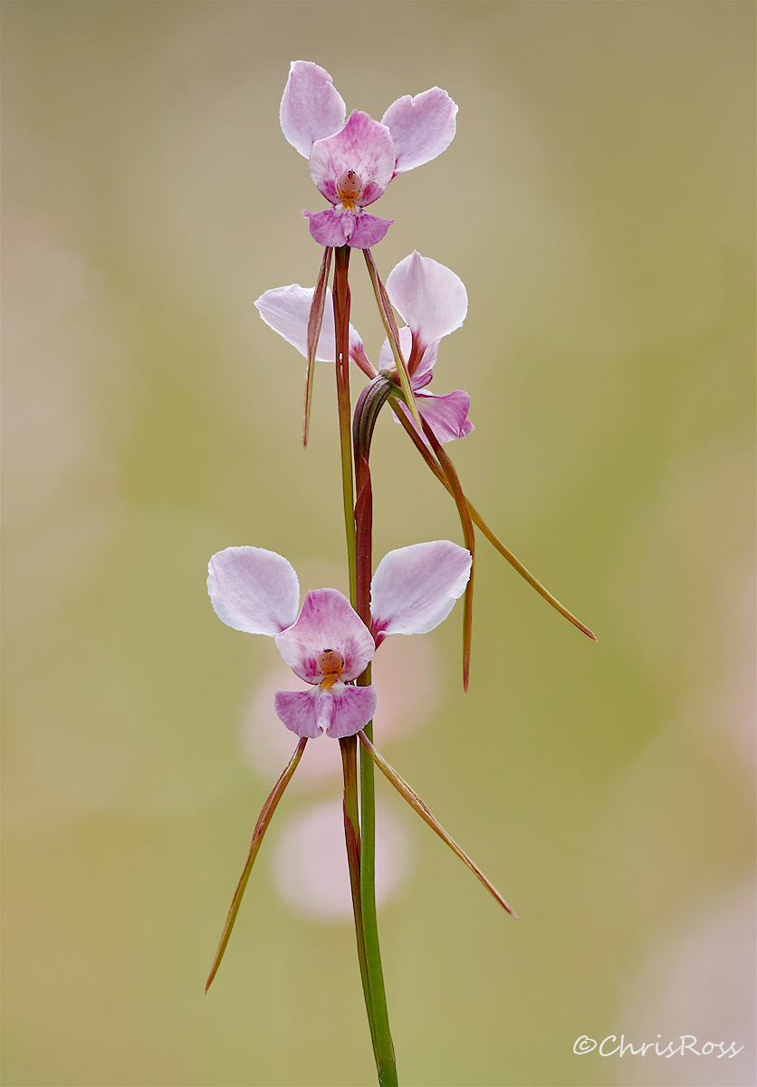 Diuris Punctata 7