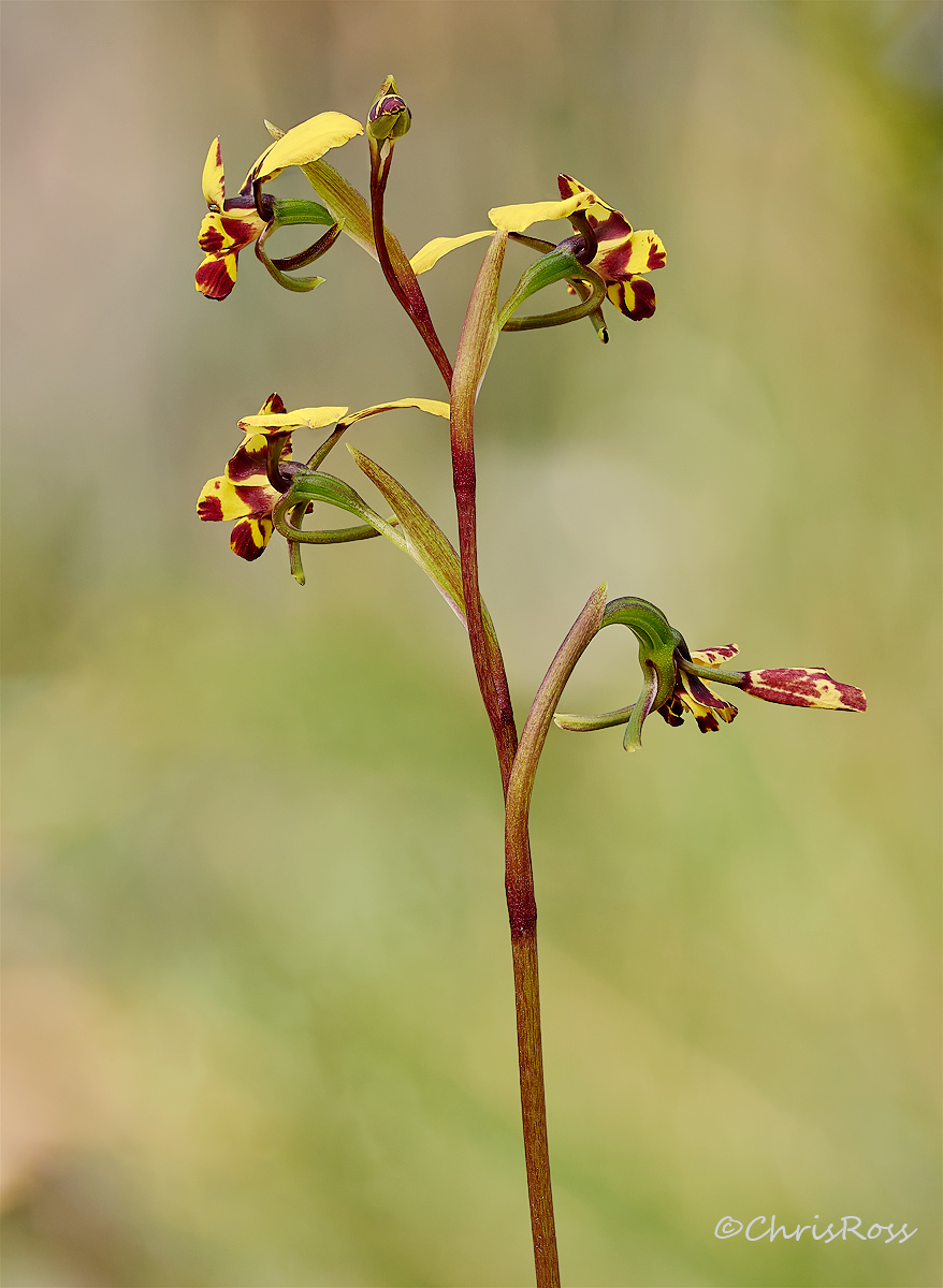 Diuris maculata