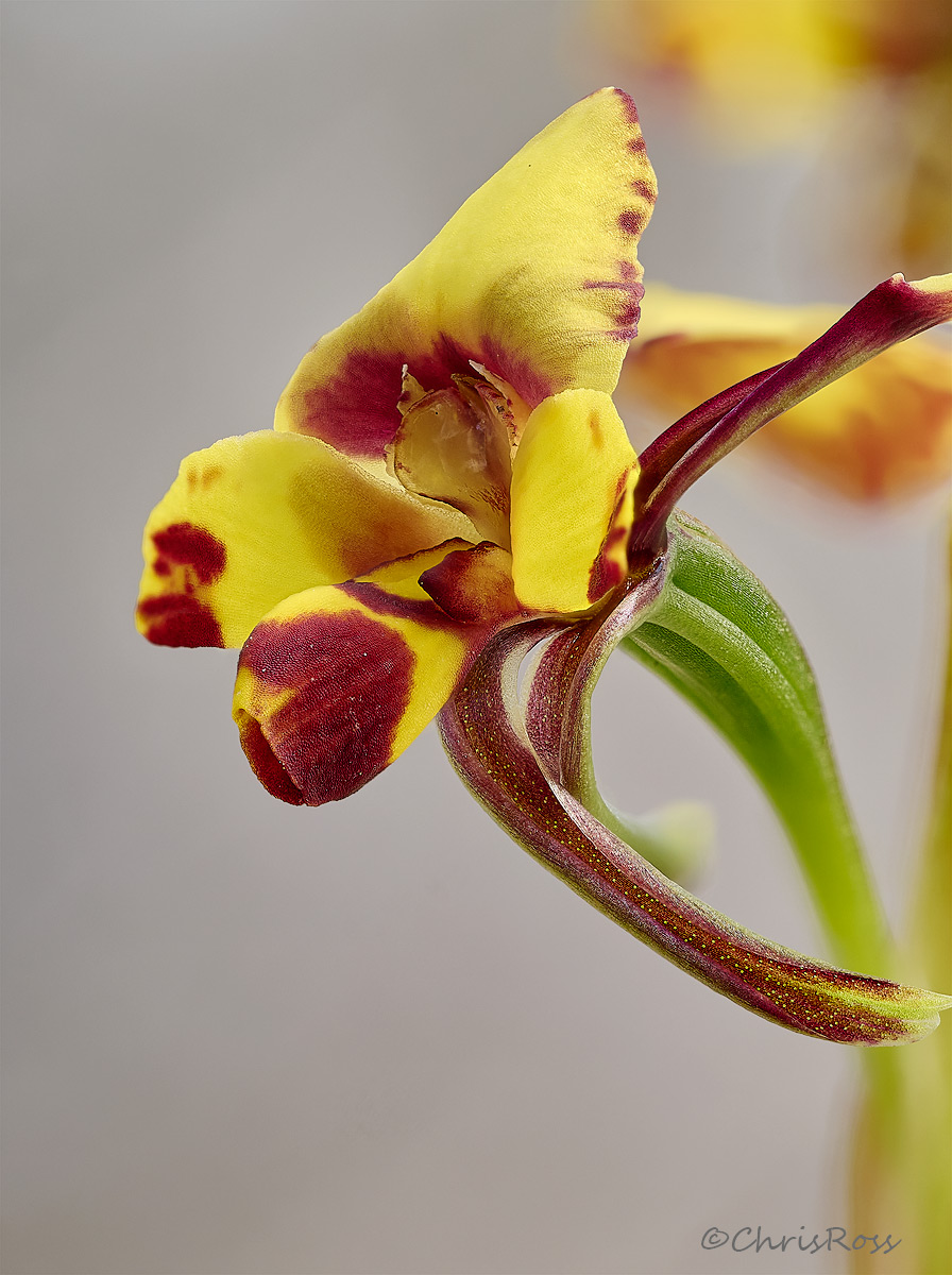 Diuris maculata 3