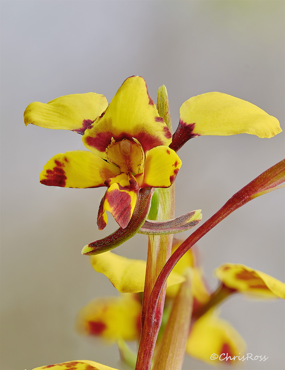 Diuris maculata 4