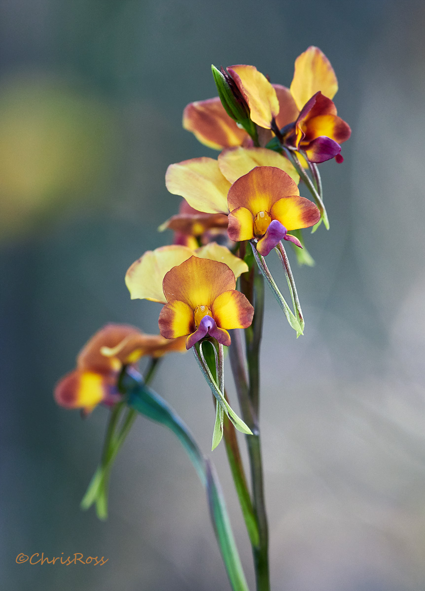 Diuris magnifica