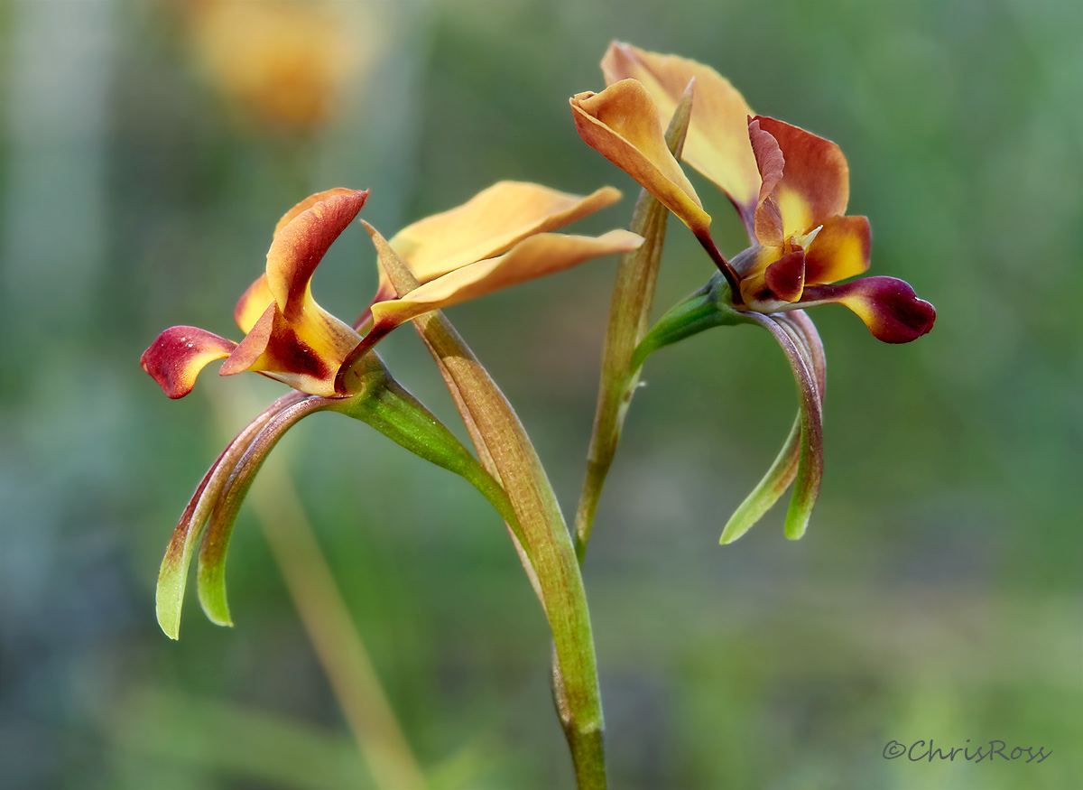 Diuris orientis