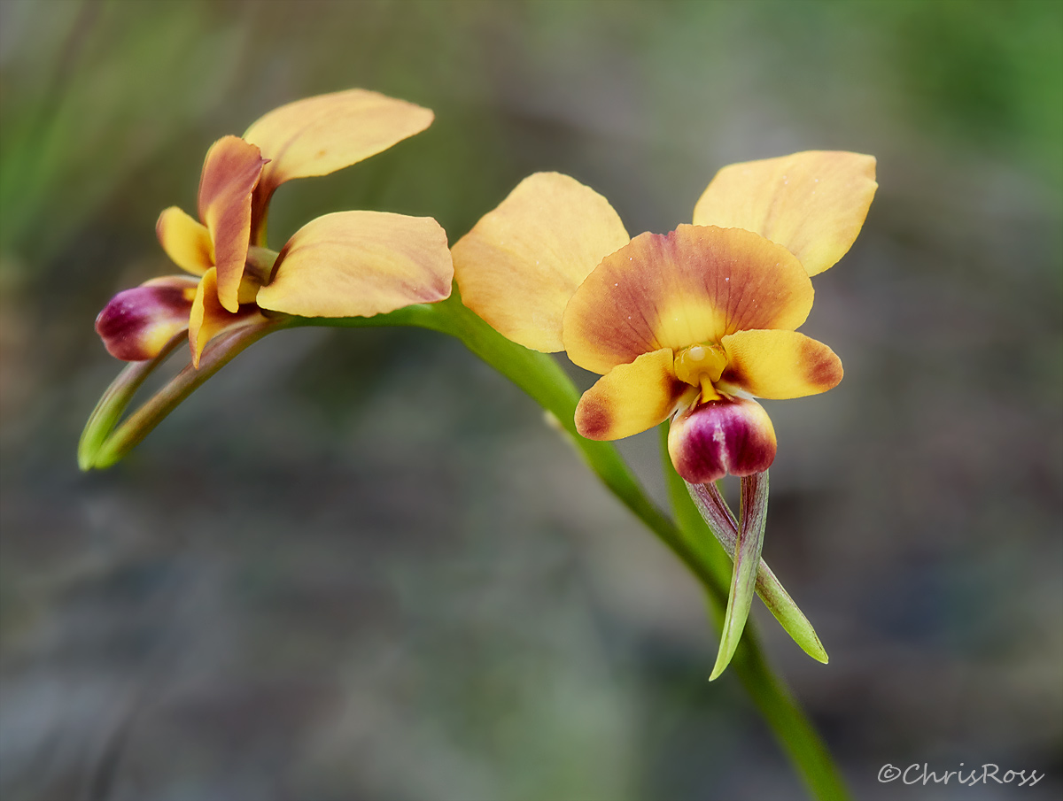 Diuris orientis2