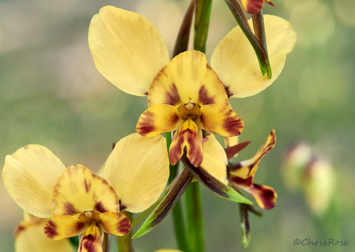 Diuris pardina