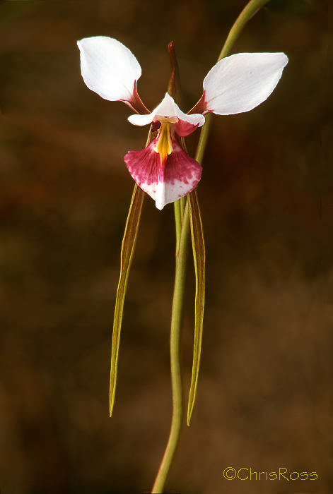 Diuris punctata 2