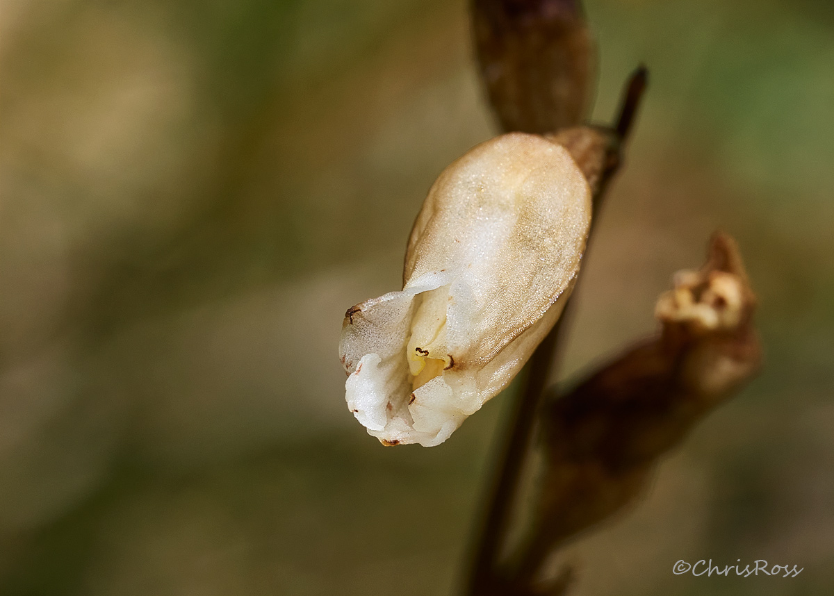 Potato orchid charlotteP