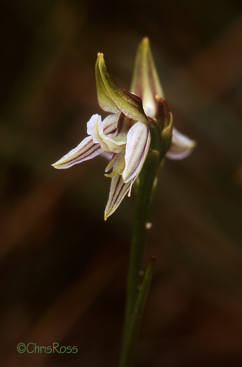 Prasophyllum striatum