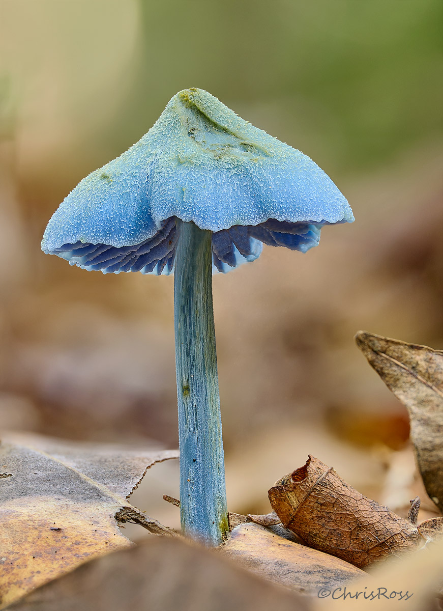 Blue Mushroom 5