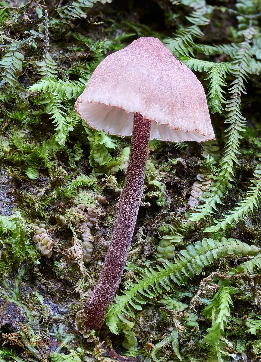Mushroom