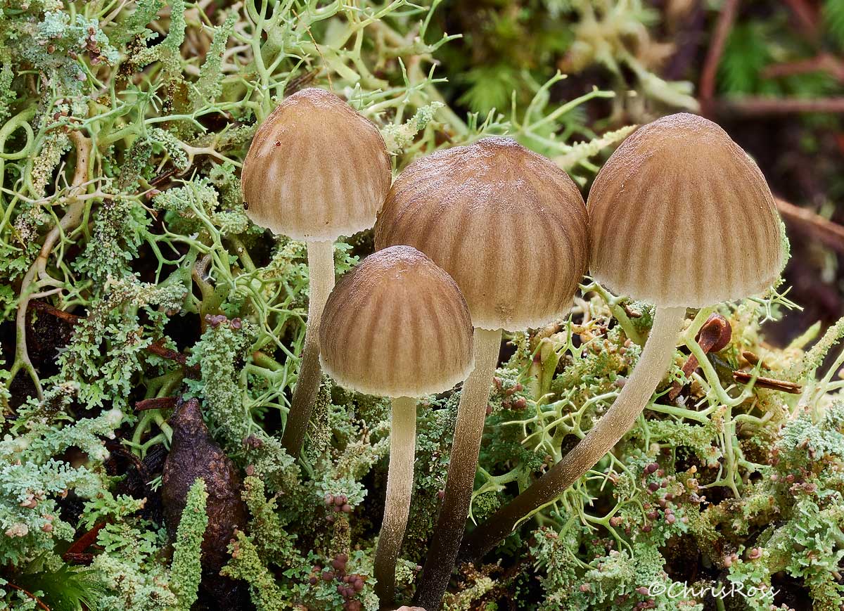 Mushrooms 2