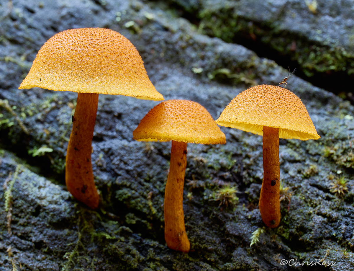 Mushrooms 3