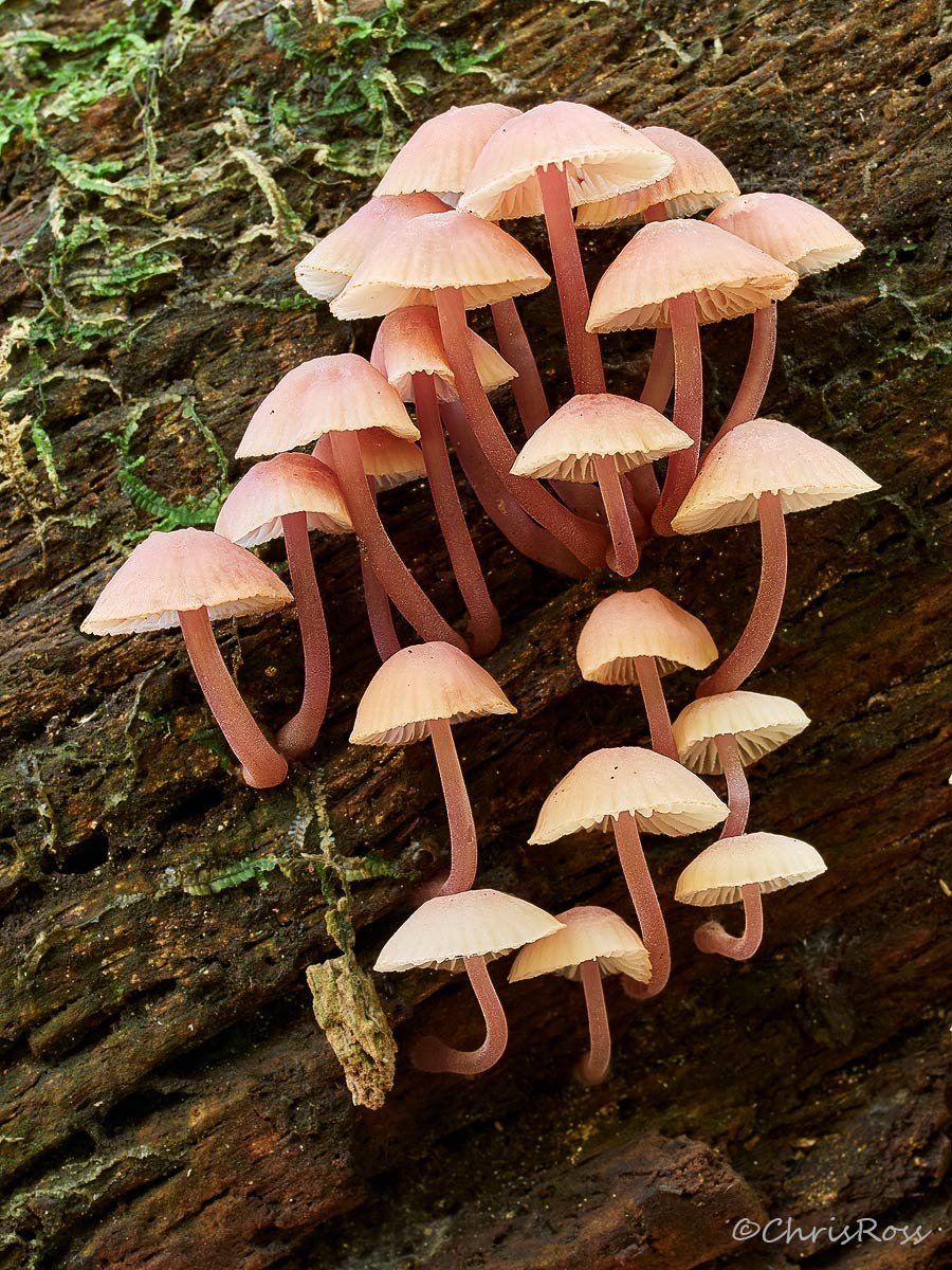 Mushrooms 4