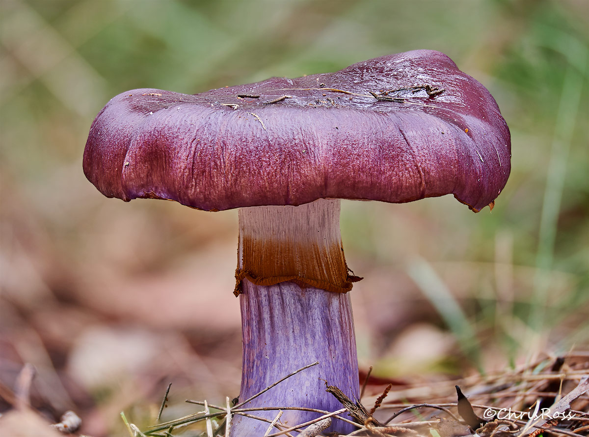 Purple mushroom