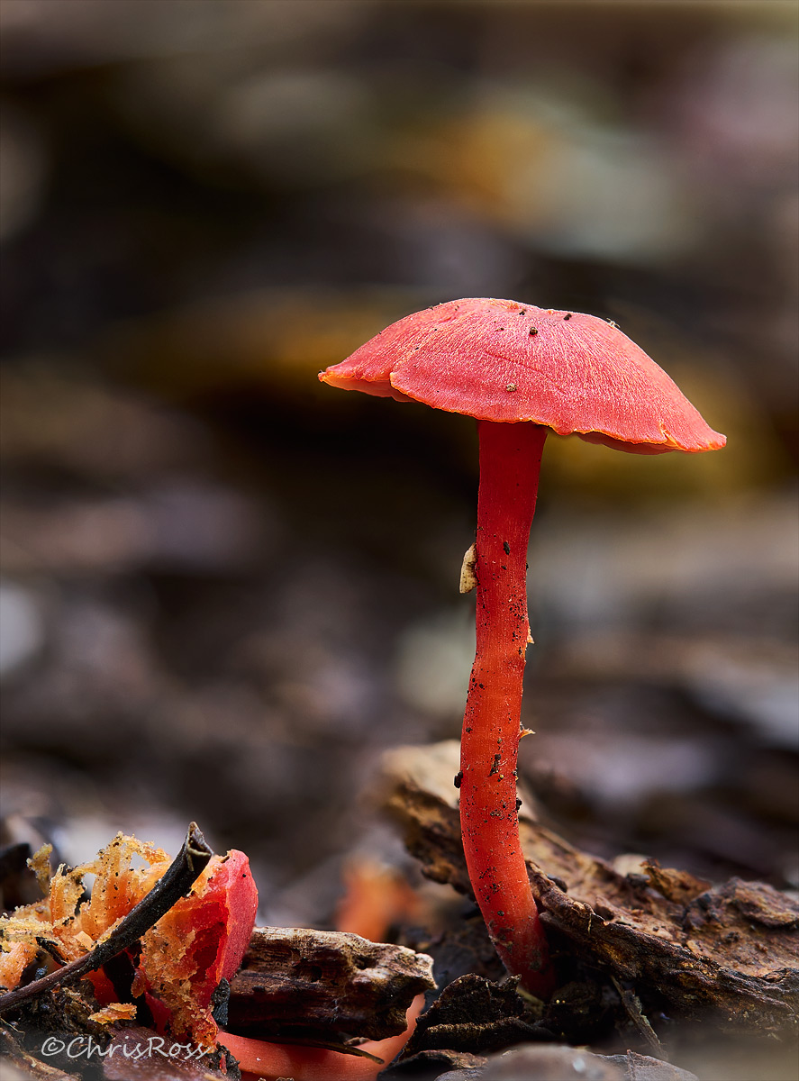 Red Mushroom