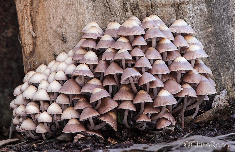 mushroomForest3
