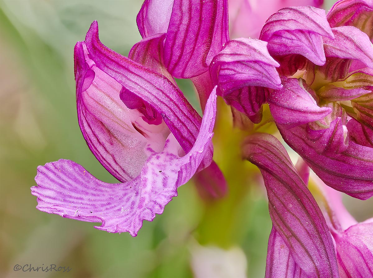 Butterfly orchid 3