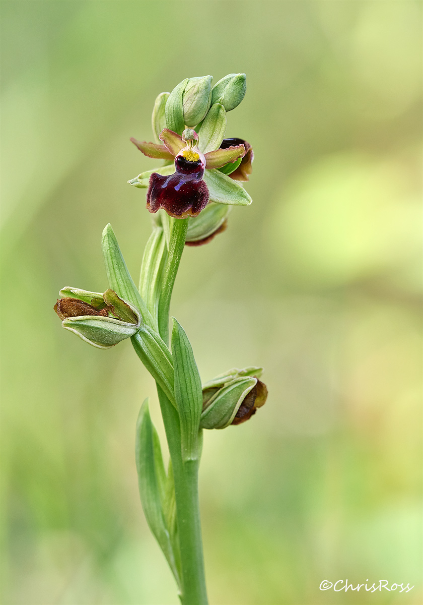 Early Spider Orchid