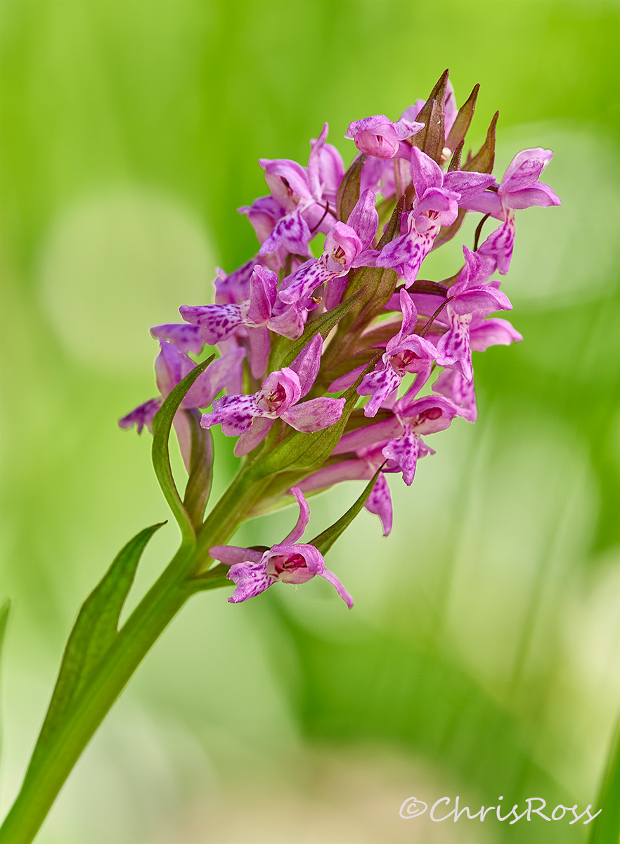 Spotted Marsh orchid