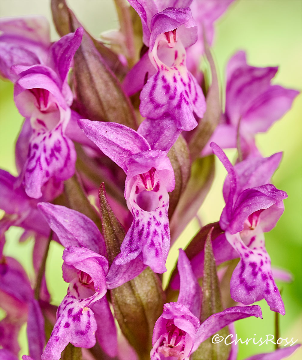 Spotted Marsh orchid 3